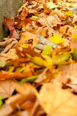 leaves fallen from trees in autumn accumulated on the fall, selective focus