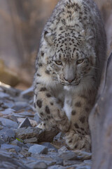 Snow leopard