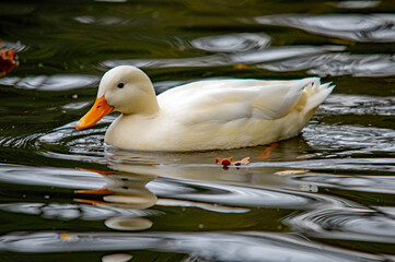 Weiße Ente auf dunklem Wasser mit Reflektion