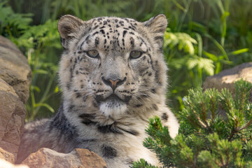 Obraz premium Snow leopard