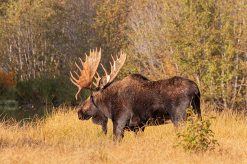 Bull Moose During the Rut in Autumn in Wyoming