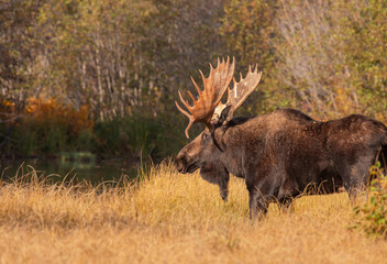 Bull Moose During the Rut in Autumn in Wyoming