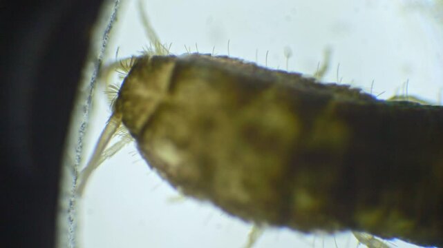 Slow-motion recording of a silverfish under a microscope. The silver body, antennae, and bristles at the tail are clearly visible.
