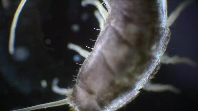 Slow-motion recording of a silverfish under a microscope. The silver body, antennae, and bristles at the tail are clearly visible.