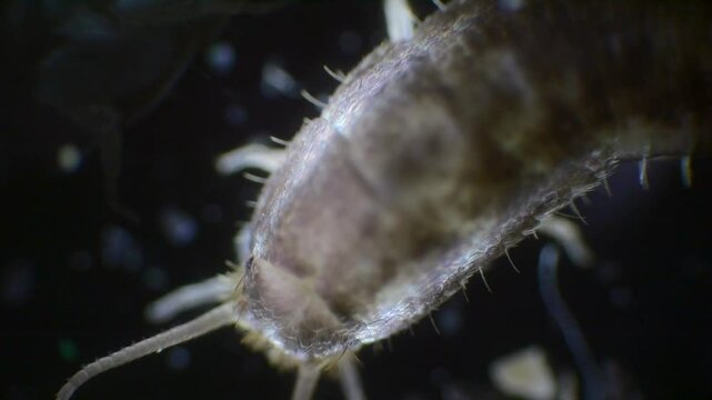 A silverfish insect captured under a microscope in slow motion, showing its detailed body structure, long antennae, and three bristles at the tail end.