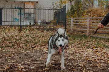 Husky with open mouth. Dog with tongue out. Husky close-up on the background of fallen leaves.