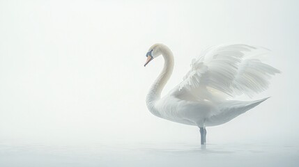 Fototapeta premium A white swan glides atop water amidst fog with spread-out wings