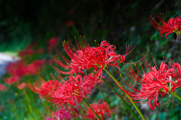 秋の花、赤い彼岸花