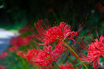 秋の花、赤い彼岸花