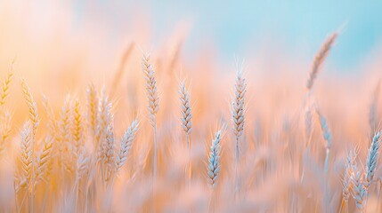 Fototapeta premium a lush green field under a bright blue sky, dotted with sunny yellow flowers in the foreground