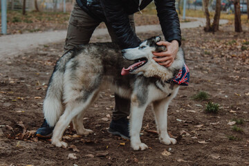 Walking dogs in fresh air. People walk their Pets on specialized paddock. Animals get acquainted, play, run, have fun. Socialization. Acquaintance.