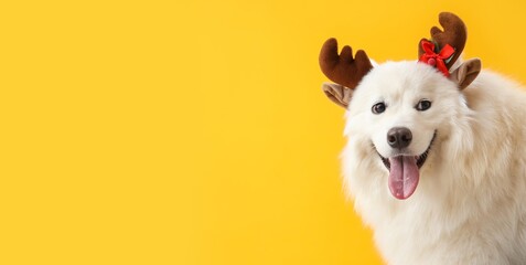 White Samoyed dog wearing reindeer horns on yellow background with space for text