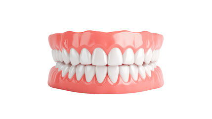 realistic dental model isolated on a white background, transparent background.