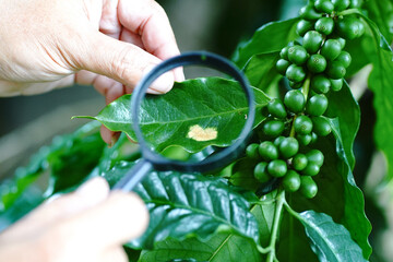 Survey of diseases, disease-causing vectors, insects, prevention, protection, and finding solutions to crop problems. Finding a way to prevent the increase in Arabica Robusta coffee production