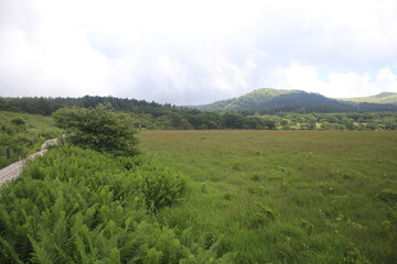 Obraz premium 自然 風景