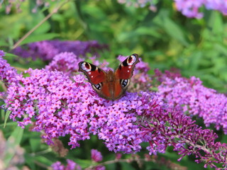 a beautiful butterly on flowers