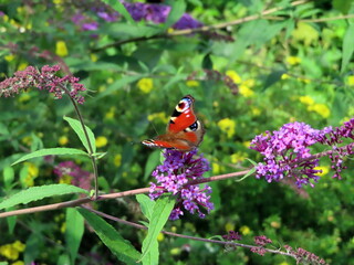 a beautiful butterly on flowers green leaves in background