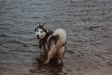 Cute gray and white husky in a pond. A dog with thick fur swims in the water. Walking dogs in the fresh air.