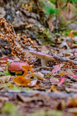 Mushroom on the forest floor during fall. 