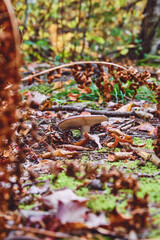 Mushroom on the forest floor during fall. 