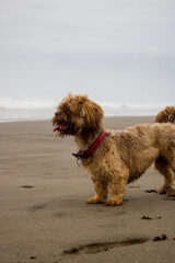 little dog standing on the sand looking towards the sea