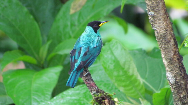 Male green honeycreeper (Chlorophanes spiza),  Asa Wright Nature Centre, Northern Range, Trinidad