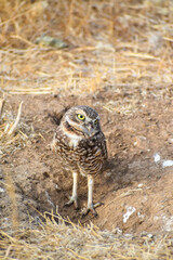burrowing owl standing on a burrow