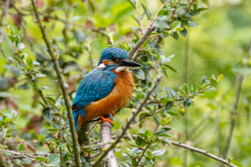 kingfisher on branch