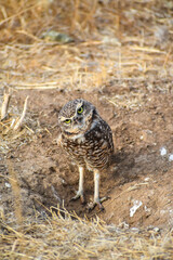 burrowing owl standing on a burrow