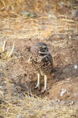 burrowing owl standing on a burrow