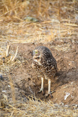 burrowing owl standing on a burrow