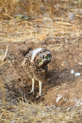 burrowing owl standing on a burrow