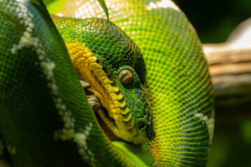 close up of a green snake