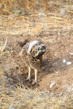 burrowing owl standing on a burrow