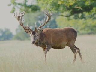 Deer in the wild.