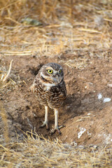 burrowing owl standing on a burrow