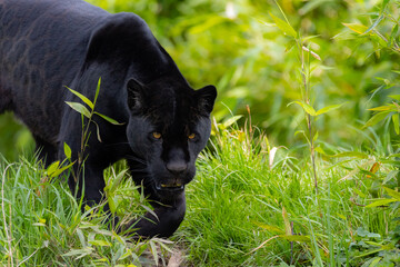 Black Jaguar / Black Panther  © Paul