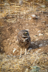 burrowing owl standing on a burrow