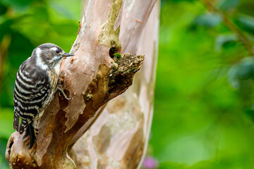 木にとまるコゲラ、木にとまるキツツキ