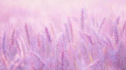 Fototapeta premium A high-resolution photograph of a field of grass with a vibrant pink sky and sharp details of the grass blades in the foreground