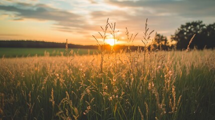 Vibrant Summer Sunset Over Wildflower Meadow Embracing Nature's Beauty and Serenity in Lush Countryside Landscape with Selective Focus