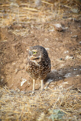 burrowing owl standing on a burrow