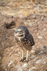 burrowing owl standing on a burrow