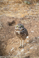 burrowing owl standing on a burrow