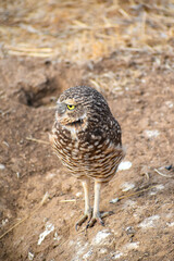 burrowing owl standing on a burrow