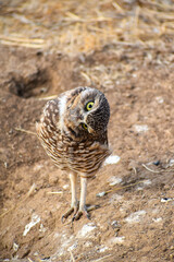 burrowing owl standing on a burrow