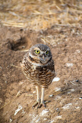 burrowing owl standing on a burrow