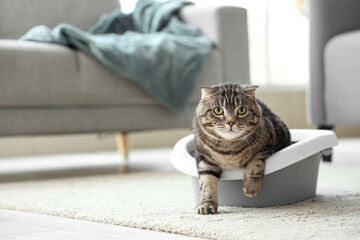 Cute cat in litter box lying on floor at home