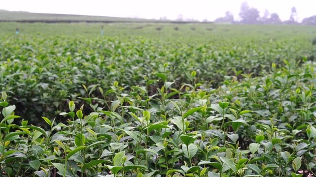 
Tea plantation. Green tea plants with young herbal leaves. Green tea plants waiting to be harvested. On organic farm Camellia sinensis Fresh Tree