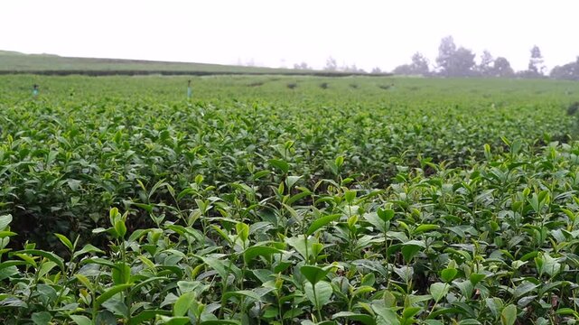 
Tea plantation. Green tea plants with young herbal leaves. Green tea plants waiting to be harvested. On organic farm Camellia sinensis Fresh Tree